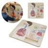 Kvėpavimo sistemos ugdymo taryba MASTERKIDZ Montessori